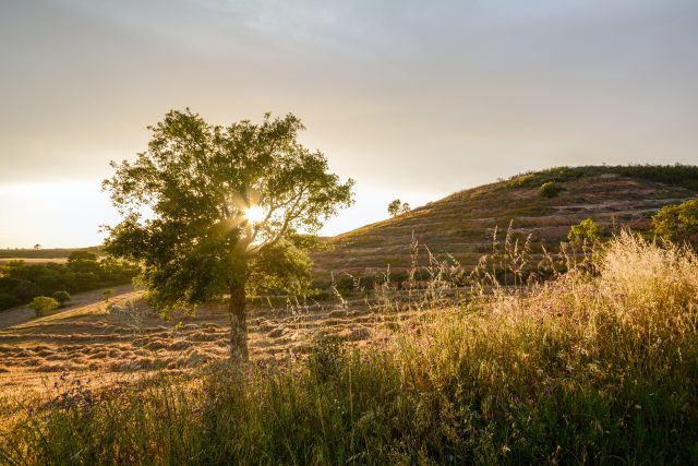 Portuguese oak tree at sunset