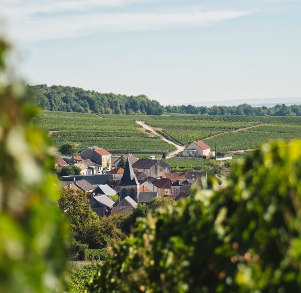 Champagne Palmer doubles up on vintage releases