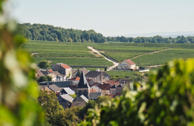 Champagne Palmer doubles up on vintage releases