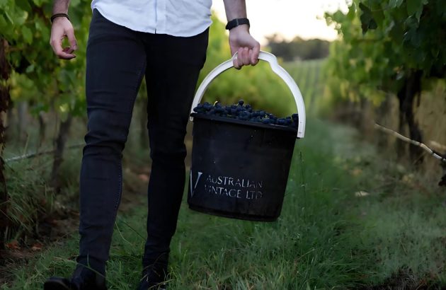 Australian Vintage ends Millewa lease to cut red wine glut
