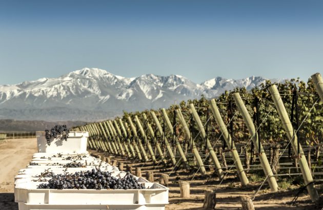 Enter now: The Global Malbec Masters 2026