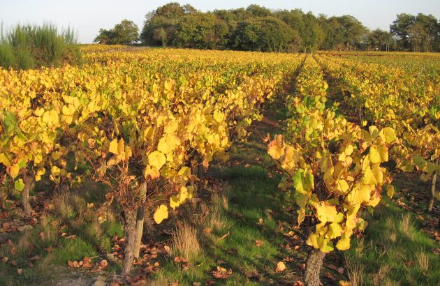 Muscadet Côtes de Grandlieu AOP files for changes