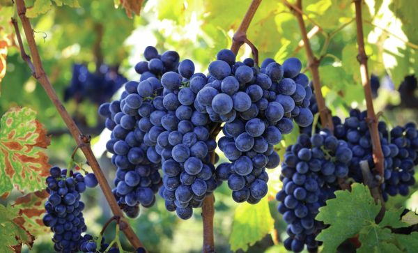 All the medallists from The Global Sangiovese Masters 2025