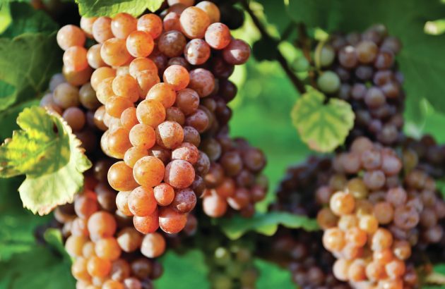 All the medallists from the Global Pinot Gris Masters 2025