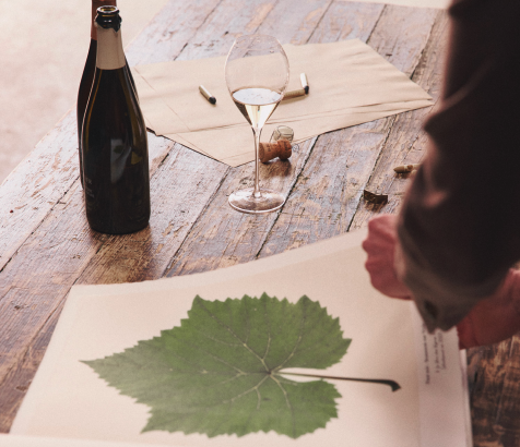 Louis Roederer looks back to face future in Champagne