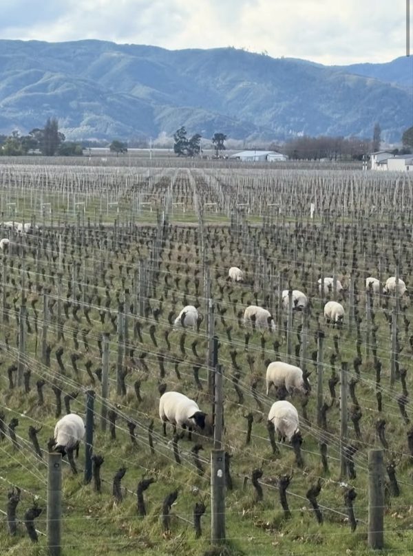 Major organic Marlborough winery up for sale