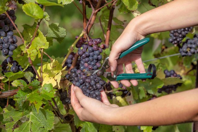 English wine producers predict good harvest