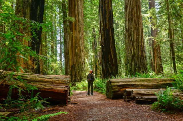 Man looking up at giant redwood trees at Redwood National and State Parks. California.