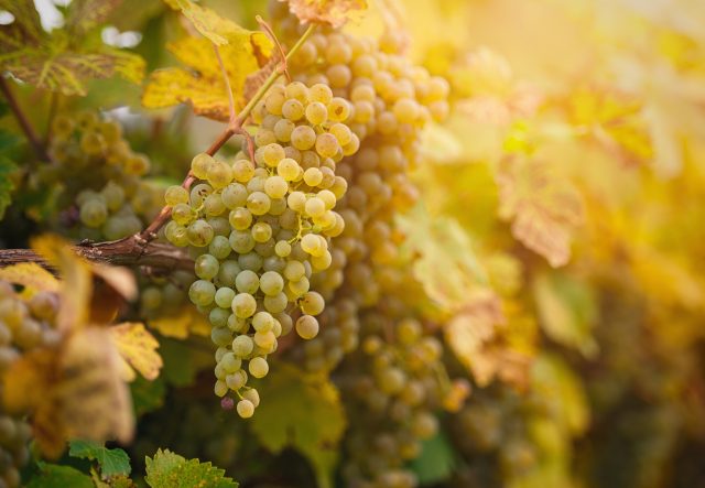 Vineyard with white grape bunches 