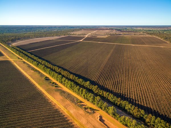 Major Riverland vineyard portfolio enters the market