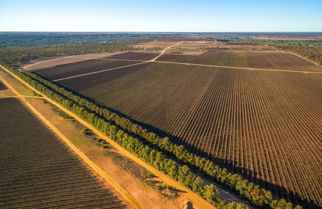 Major Riverland vineyard portfolio enters the market
