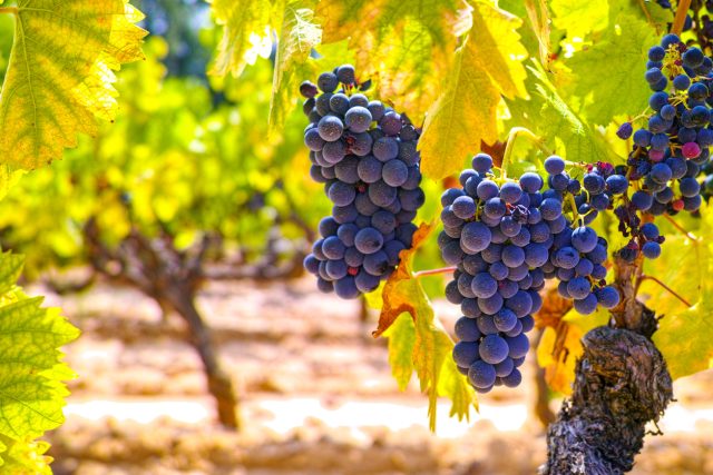 You can now submit your wines to The Global Grenache Masters 2025, a competition dedicated to recognising and rewarding the very best expressions of Grenache on the world stage.