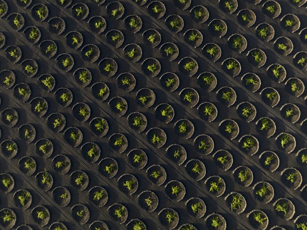 Lanzarote suffers its worst wine grape harvest of the century