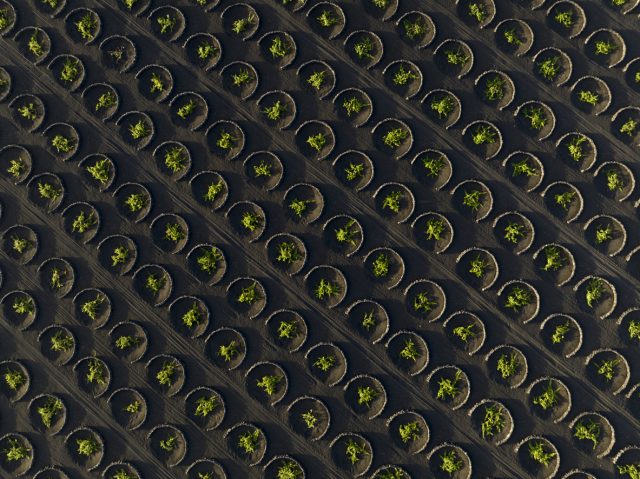 Image: volcanic wineyards in La Geria in Lanzarote from aerial View. Vineyard yields on Lanzarote have collapsed to their lowest levels in over 30 years, as extreme weather and vine diseases take their toll. The shortfall is expected to send grape prices soaring and create a shortage of wines from the 2025 vintage.