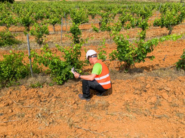 How wine brands are realising their social responsibility commitments