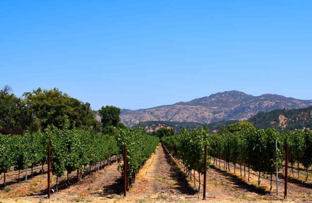 US wine trends 2025: premiumisation dominates as volume drops