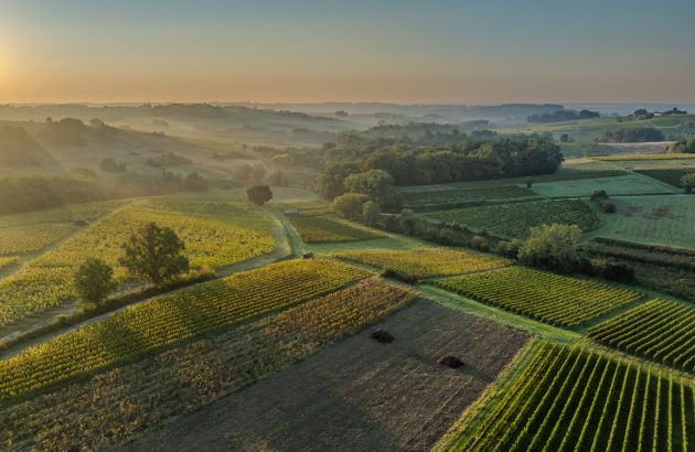 France’s wine output set for 2025 rebound, but fires and tariffs cast shadow