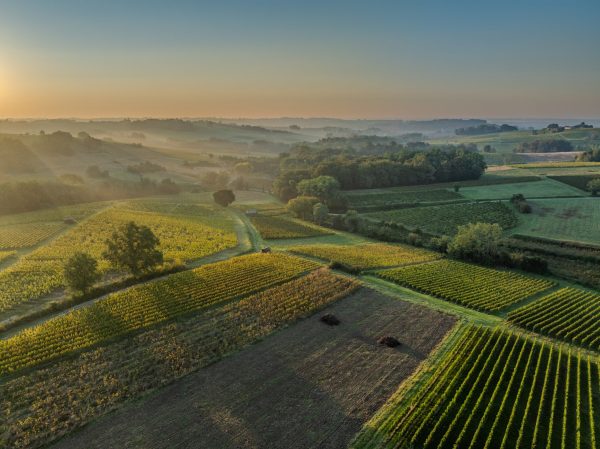 France’s wine output set for 2025 rebound, but fires and tariffs cast shadow