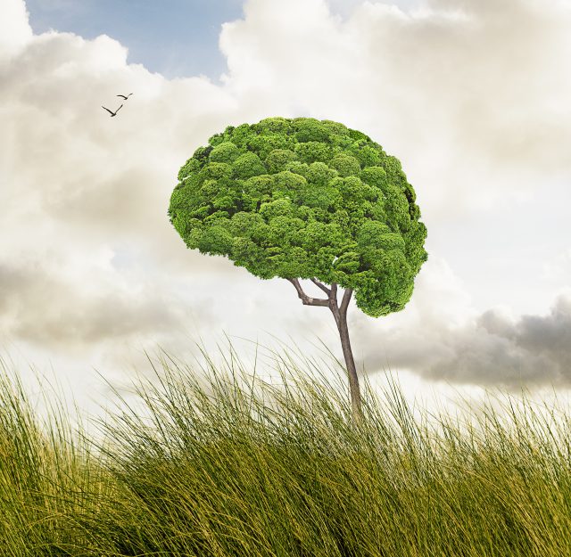 Conceptual Tree Shaped Like a Brain Representing Growth and Intelligence.