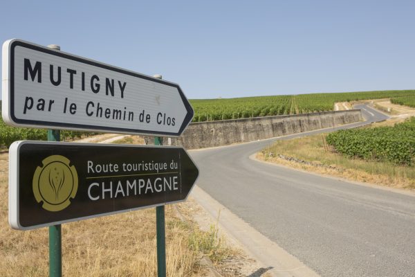 Early start signals healthy crop for Champagne 2025 harvest