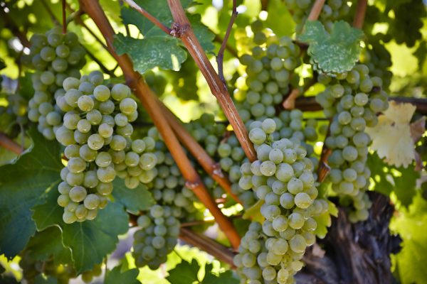 Enter now: the Global Sauvignon Blanc Masters 2025