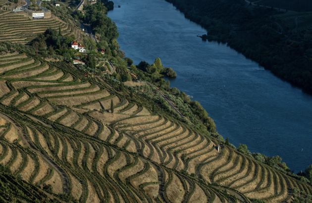 Lower yields but promising quality for Symington’s 2025 harvest