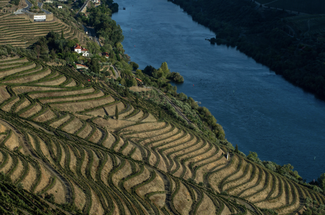 Symington Family Estates has begun its 2025 harvest across its vineyards in the Douro, Alentejo and Vinho Verde. Early signs point to smaller yields but encouraging quality, following a year of extreme weather swings.