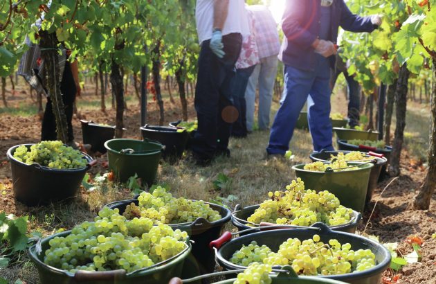 All the medallists from The Global Chenin Blanc Masters 2025