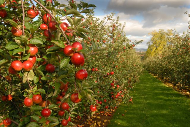 English cider harvest 2025