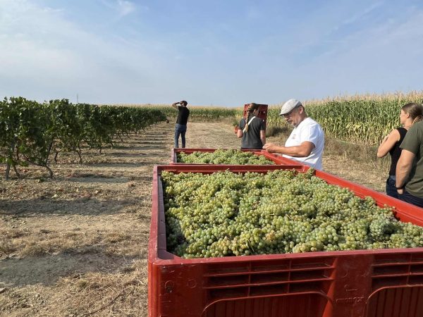 Gratien & Meyer bets big on Crémant future with long-term vineyard overhaul