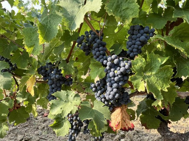 Gratien & Meyer Cremant