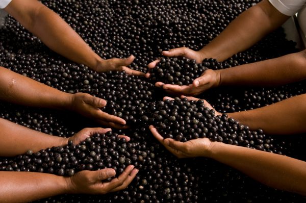 Amazonian wine named as official drink of COP30