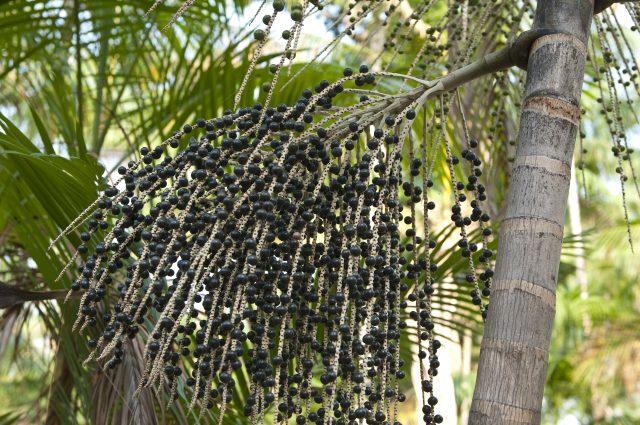 An Açai Palm tree
