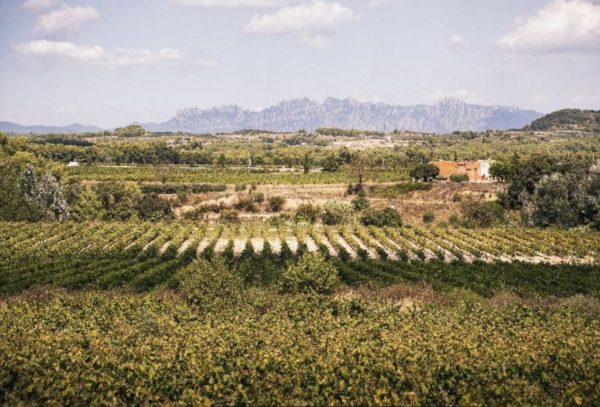 Cava DO now 100% organic for Cava de Guarda Superior