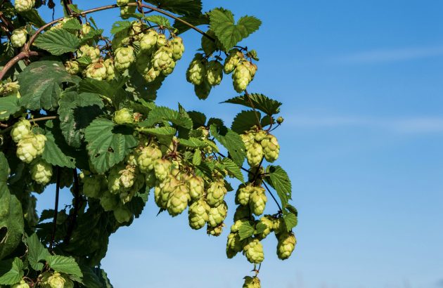 Will this year’s diminished British hop harvest affect prices?