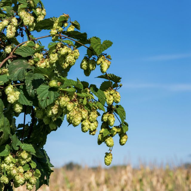 The changeable temperatures of this year’s British summer has caused a hop yield shortage of Challenger and Fuggles. But will the downturn result in beer price hikes? db finds out.
