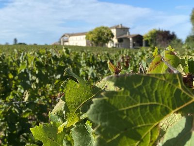 Will Bordeaux feel the heat over irrigation rules?