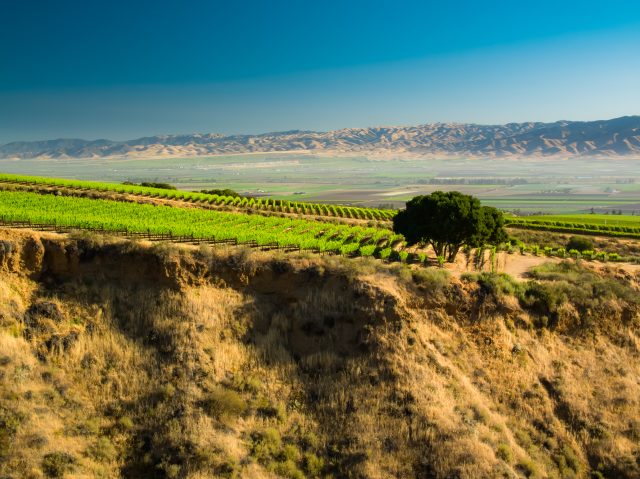 Aerial shot of lush green vineyards in Monterey County, in Northern California wine country.