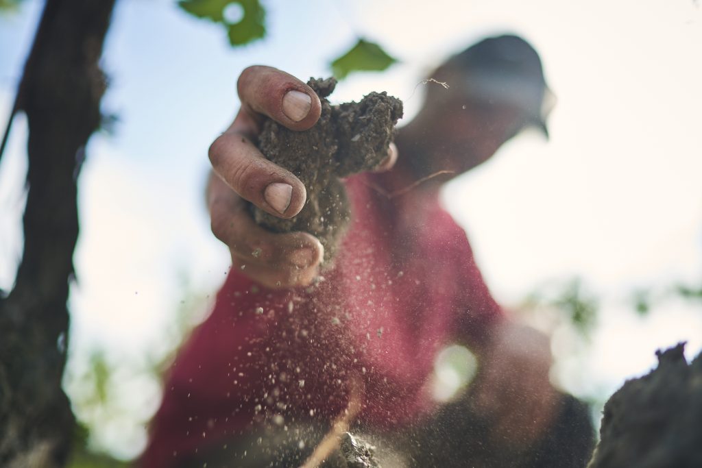 A vineyard worker picks up a fistful of dark brown earth, which he is sprinkling to the ground.