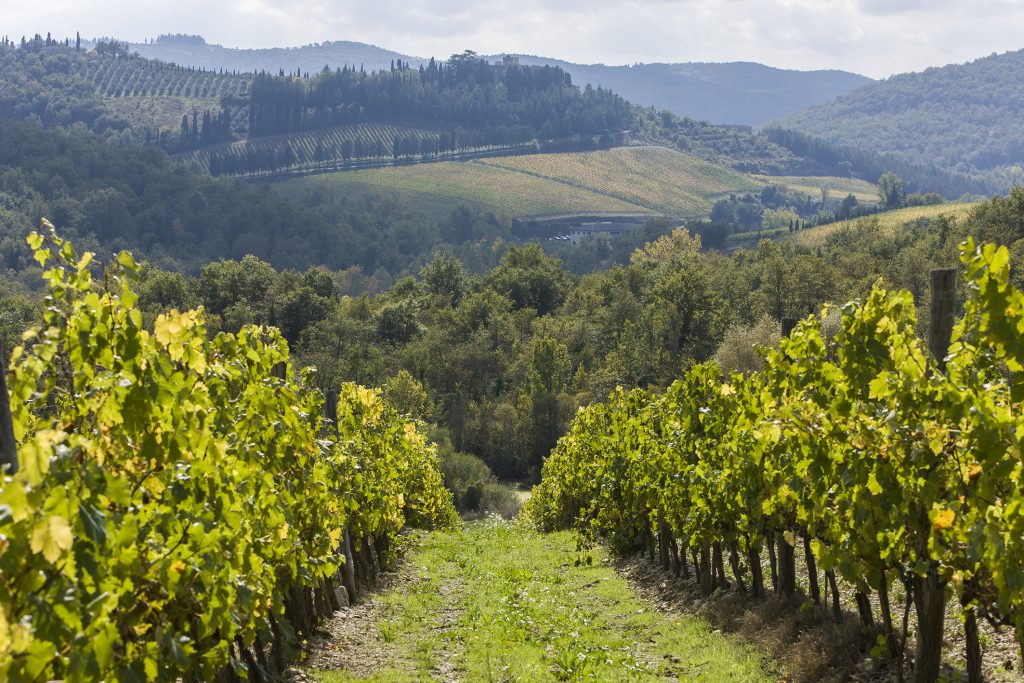 A path between two rows of vines stretches down a hill. Beyond it, rolling hills show a mixture of vineyards, forests and fields.