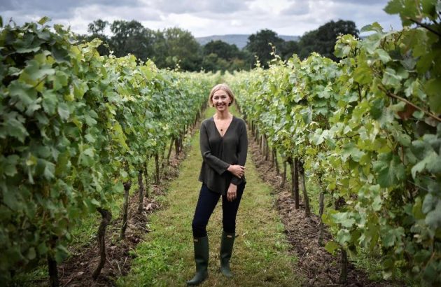 Nyetimber hopes for vintage year as harvest begins