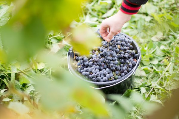 Hungary grape harvest 2025: yields low, prices up