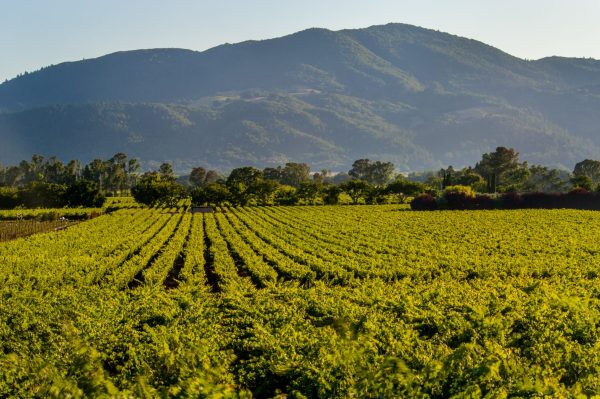 LVMH’s shuttered Napa vineyard to reopen under new ownership