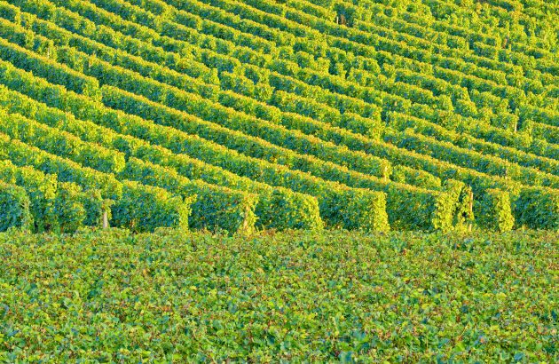 French ban on copper fungicides puts organic vintners under strain