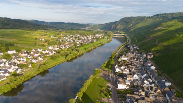 Thieves strip 8,000 square metres of German vines