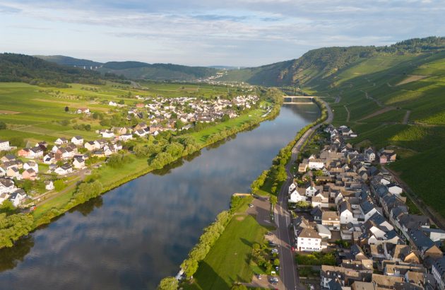 Thieves strip 8,000 square metres of German vines