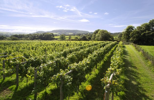 English wine is booming – so why has Chapel Down scrapped plans for a £32m winery?