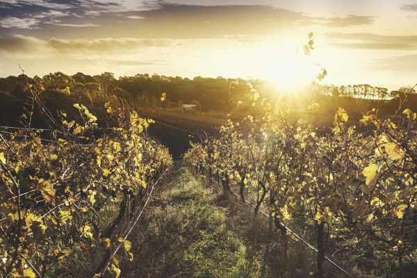 South Australia wineries ‘could face AUD$40m blow’ from deposit scheme expansion