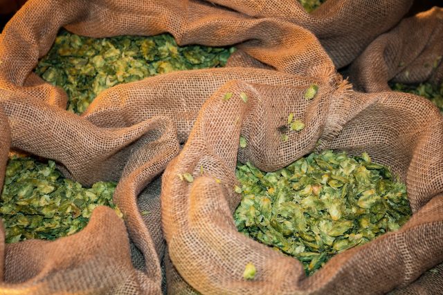 The Lupulin Exchange has partnered with Yakima Chief Hops in a move that will allow all European brewers, growers, and merchants the ability to buy and sell hops of their choosing. Jessica Mason reports.