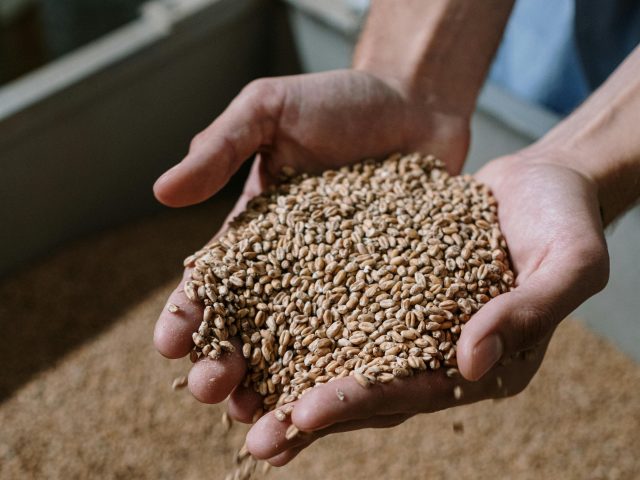 The world’s leading maltster Soufflet Malt has revealed a new roadmap to “unleash the power of malt” in brewing and distilling across the drinks industry and beyond. db reports.